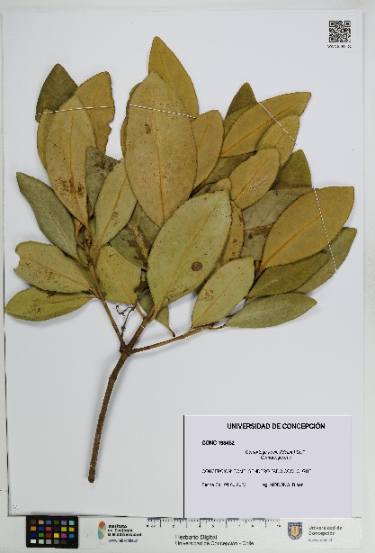 Gomortega keule [Espécimen: UDEC:CONC:0193452]