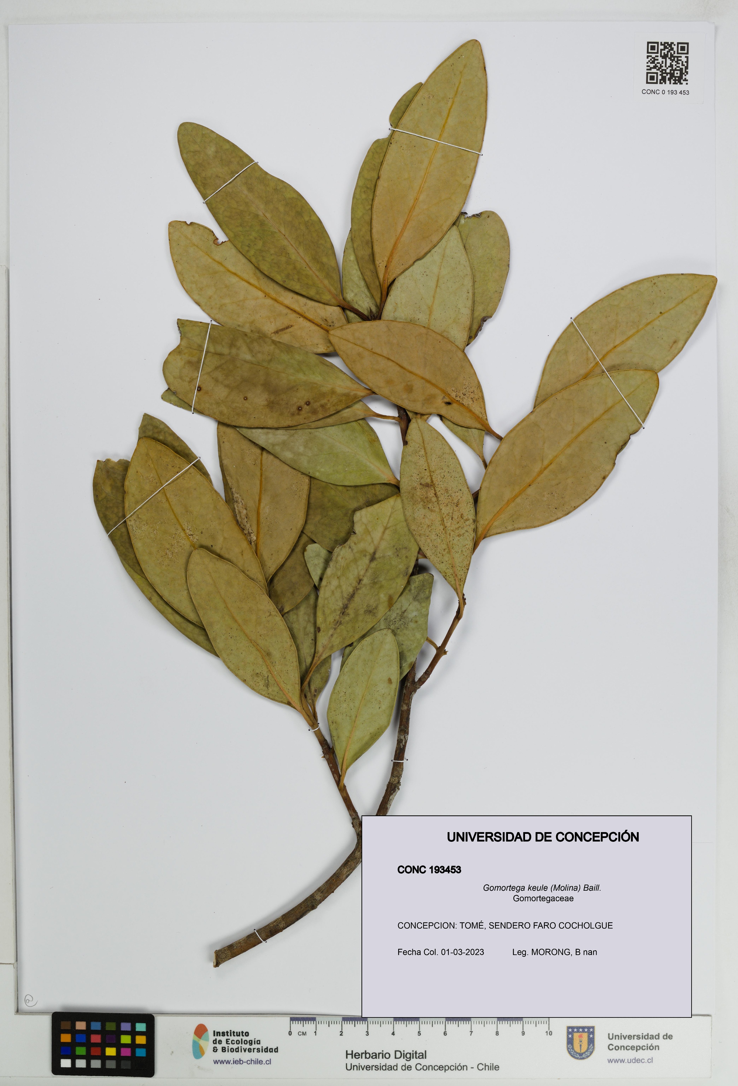 Gomortega keule [Espécimen: UDEC:CONC:0193453]
