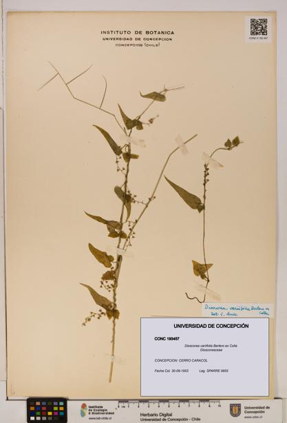 Dioscorea variifolia [Espécimen: ]