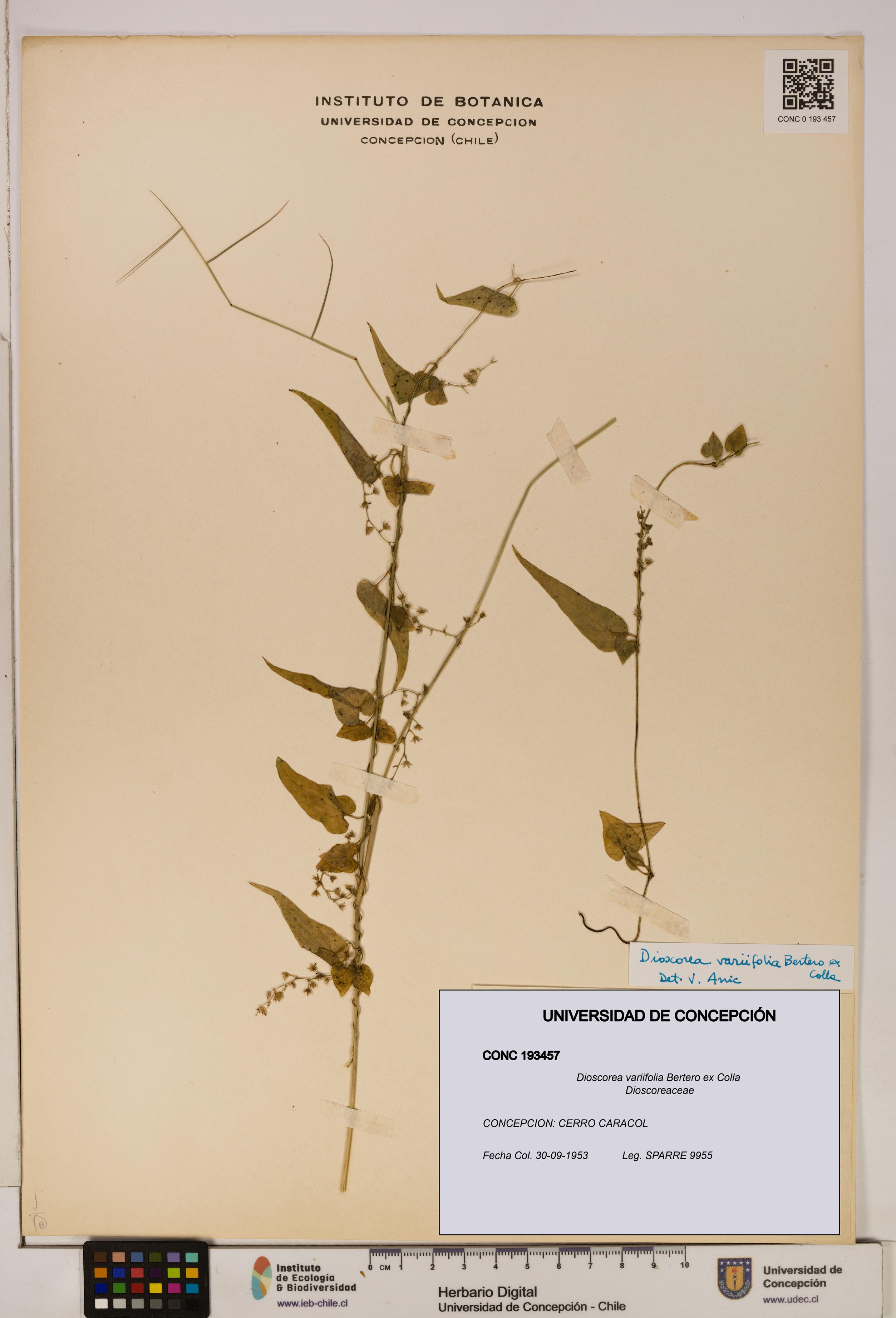 Dioscorea variifolia [Espécimen: ]
