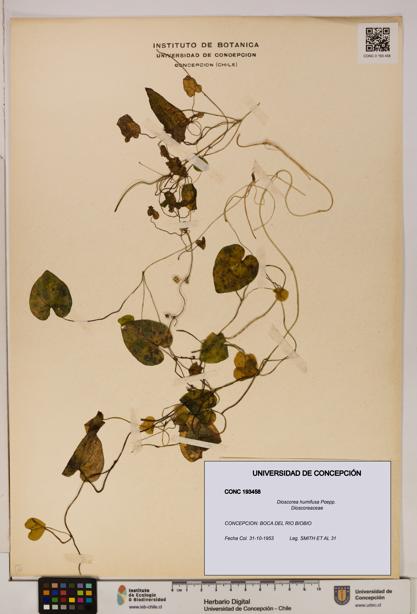 Dioscorea humifusa [Espécimen: ]