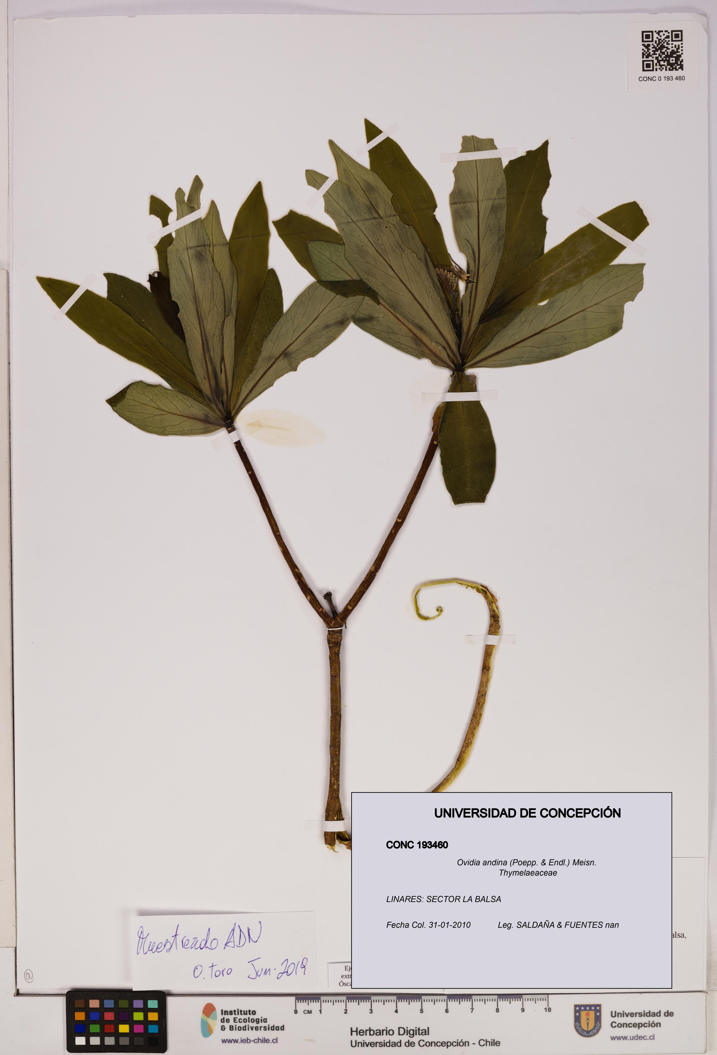 Ovidia andina [Espécimen: UDEC:CONC:0193460]