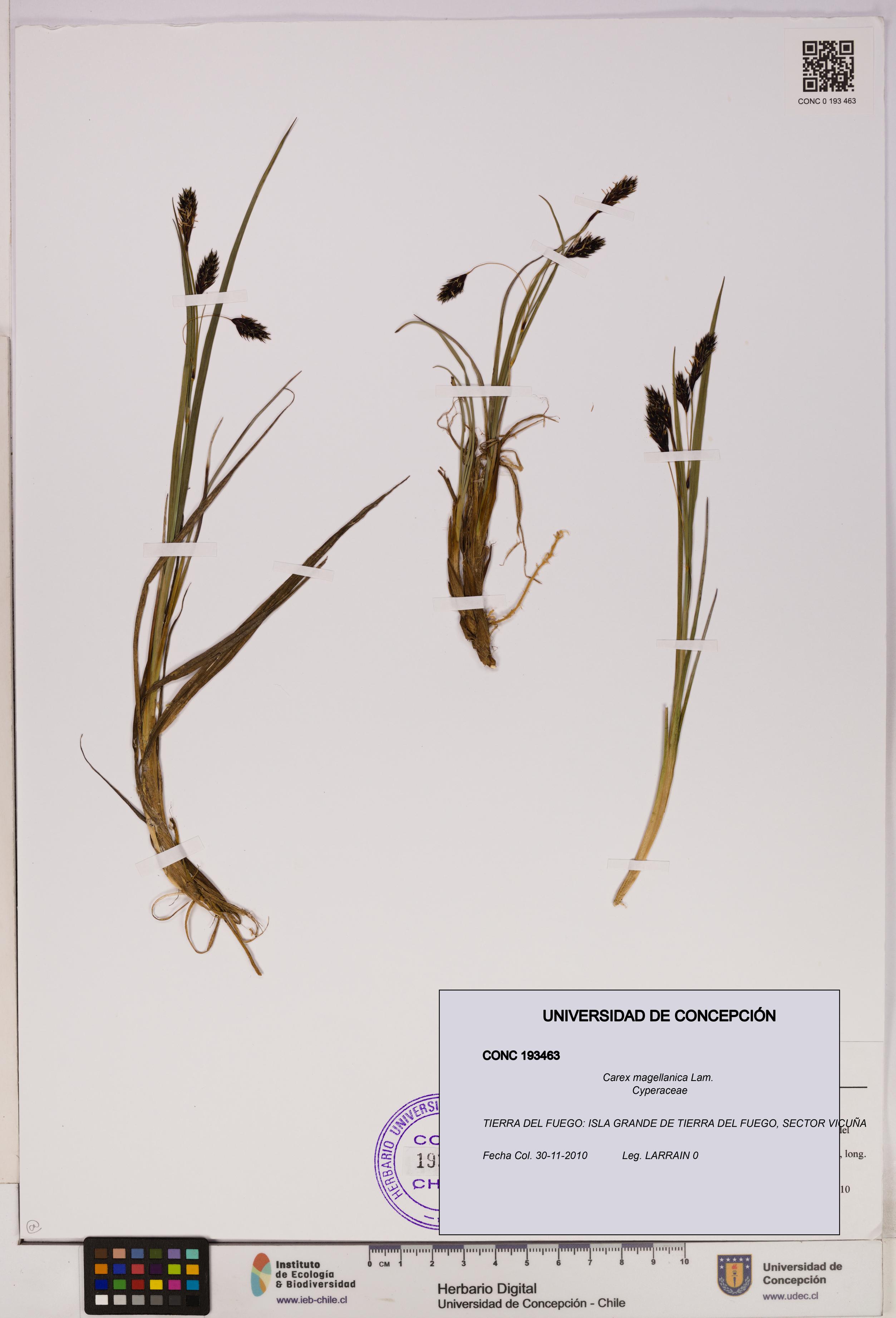 Carex magellanica [Espécimen: UDEC:CONC:0193463]