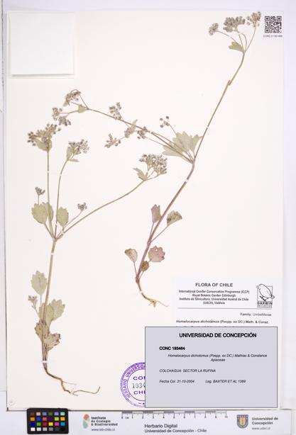 Homalocarpus dichotomus [Espécimen: ]