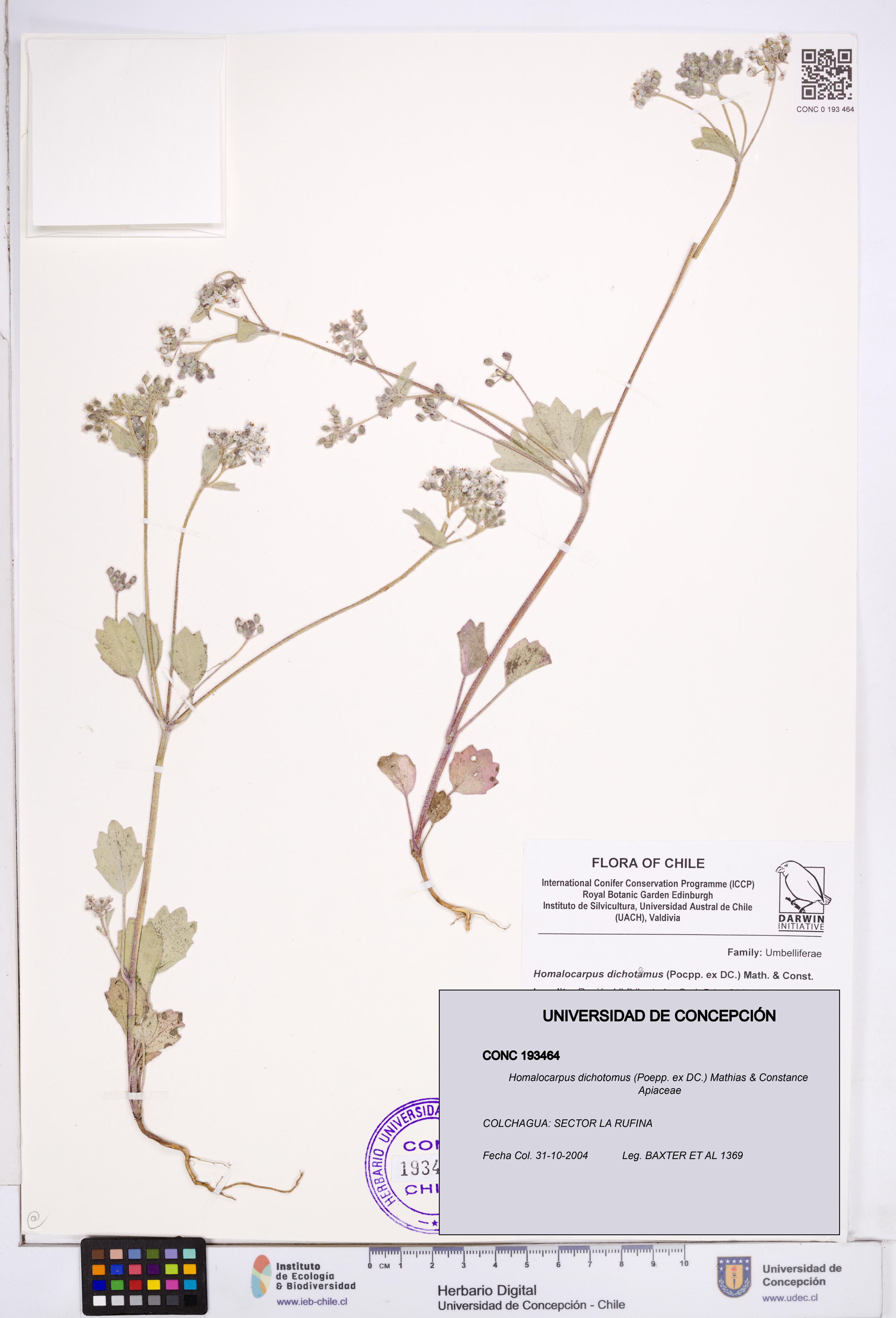 Homalocarpus dichotomus [Espécimen: ]