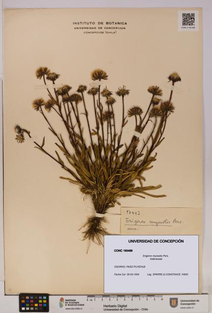 Erigeron myosotis [Espécimen: UDEC:CONC:0193468]