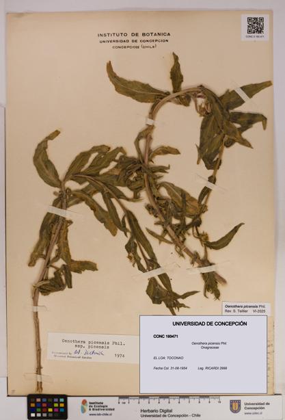 Oenothera picensis [Espécimen: UDEC:CONC:0193471]