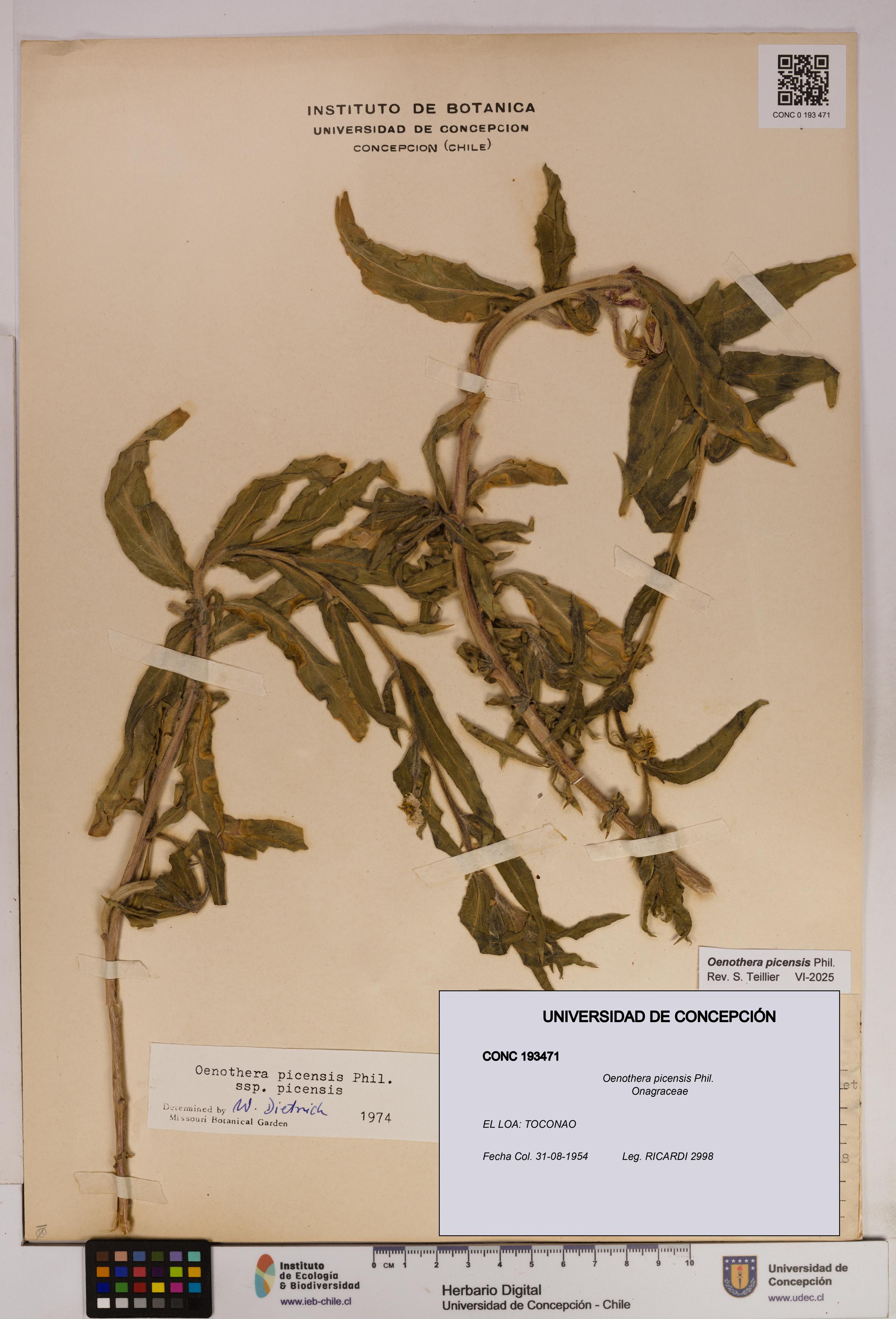 Oenothera picensis [Espécimen: UDEC:CONC:0193471]