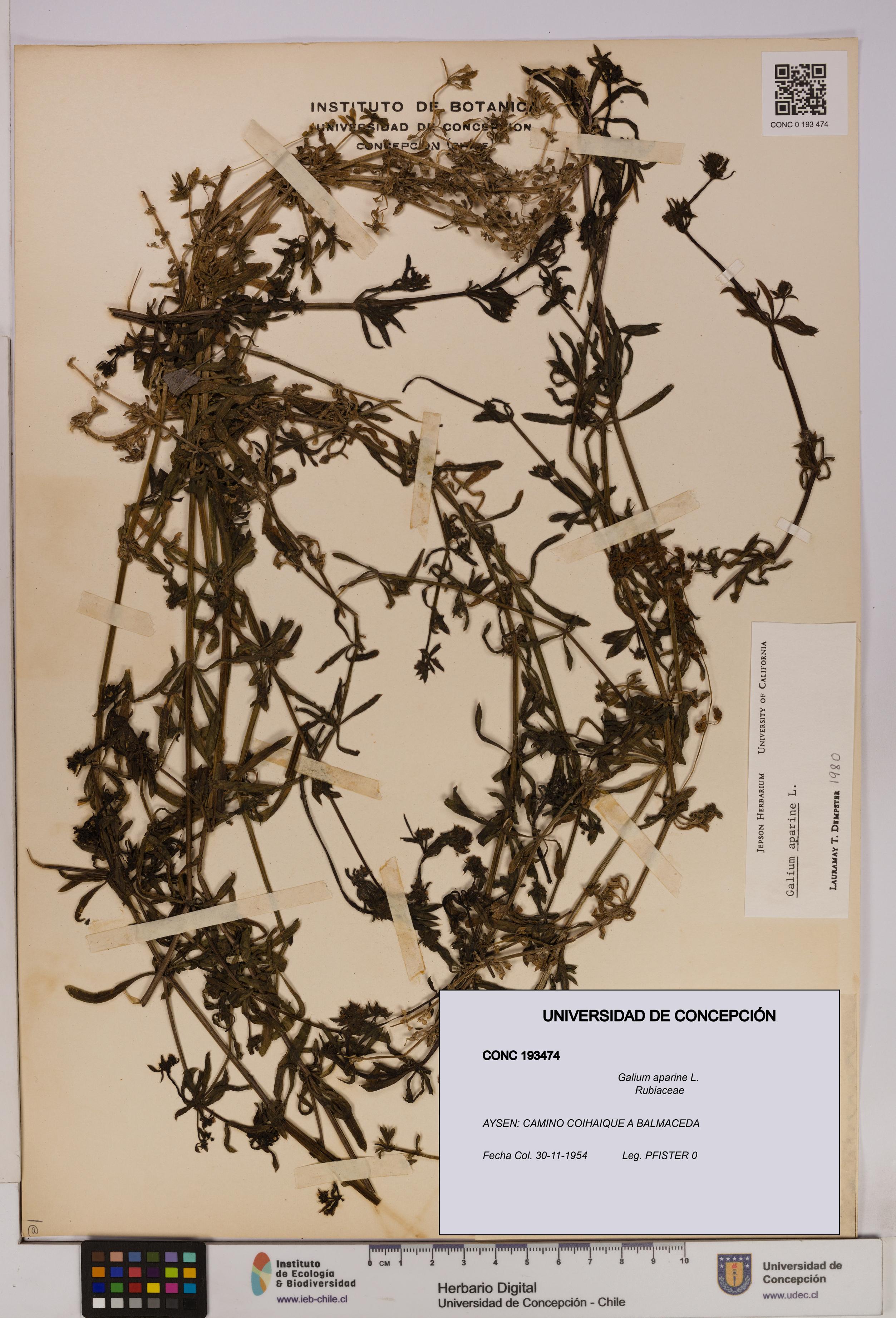 Galium aparine [Espécimen: UDEC:CONC:0193474]