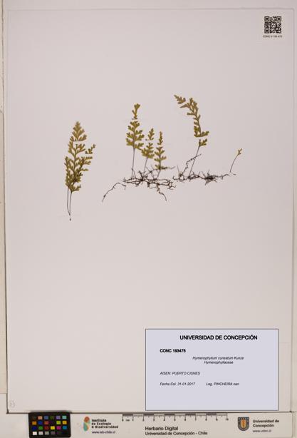 Hymenophyllum cuneatum [Espécimen: UDEC:CONC:0193475]