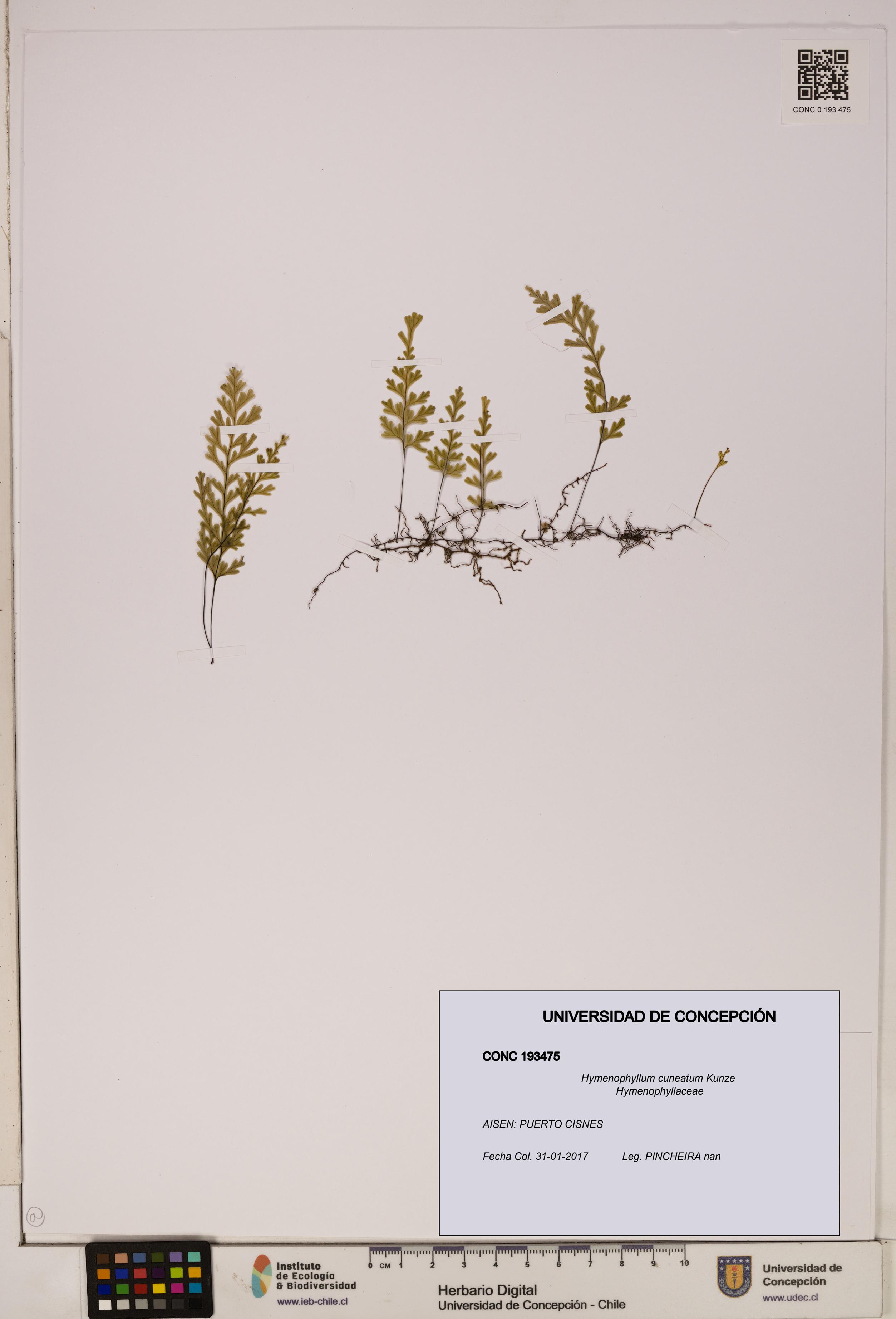 Hymenophyllum cuneatum [Espécimen: UDEC:CONC:0193475]