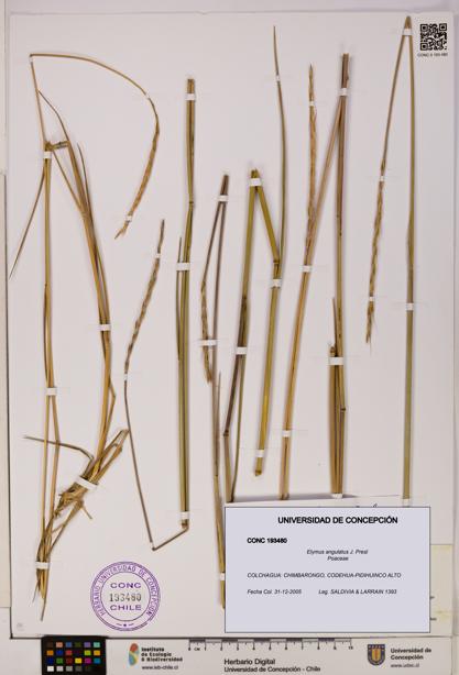 Elymus angulatus [Espécimen: UDEC:CONC:0193480]