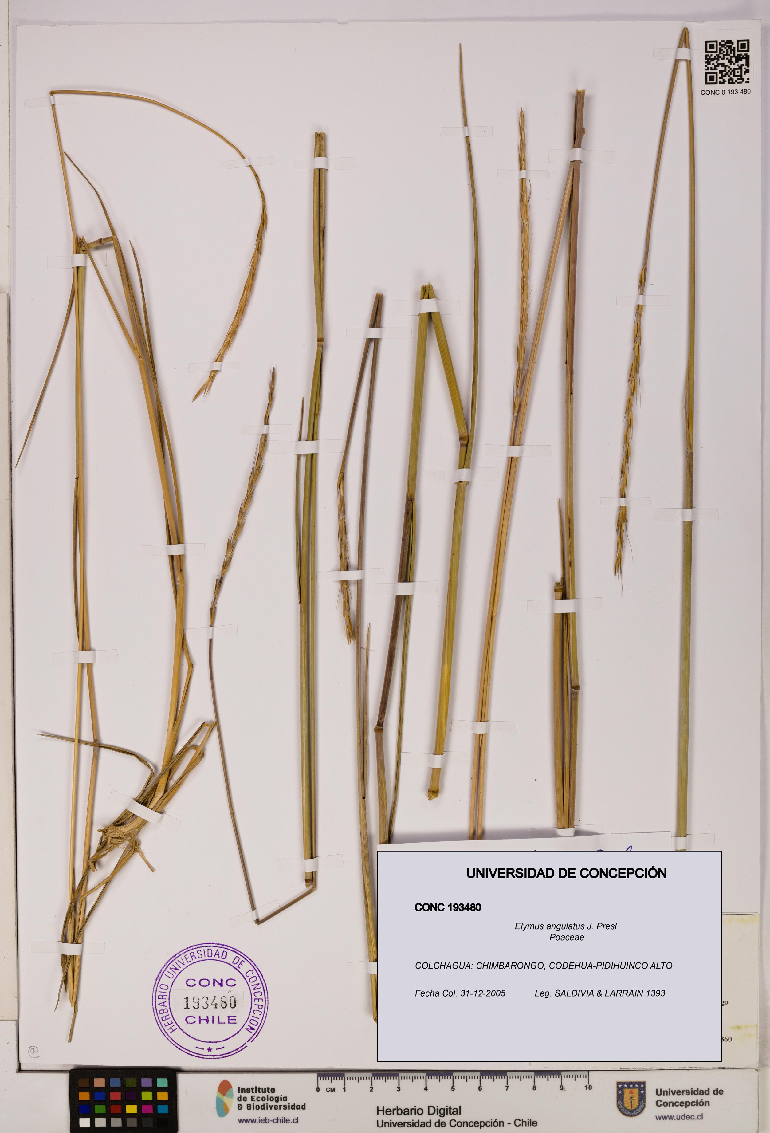 Elymus angulatus [Espécimen: UDEC:CONC:0193480]