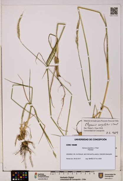 Elymus angulatus [Espécimen: UDEC:CONC:0193488]