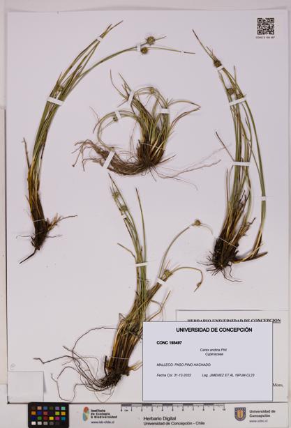 Carex andina [Espécimen: UDEC:CONC:0193497]
