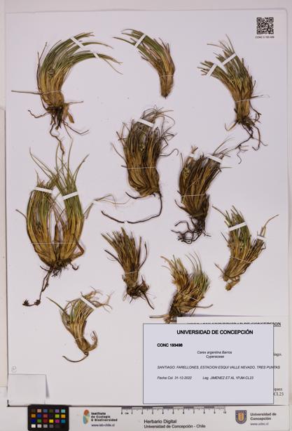 Carex argentina [Espécimen: UDEC:CONC:0193498]