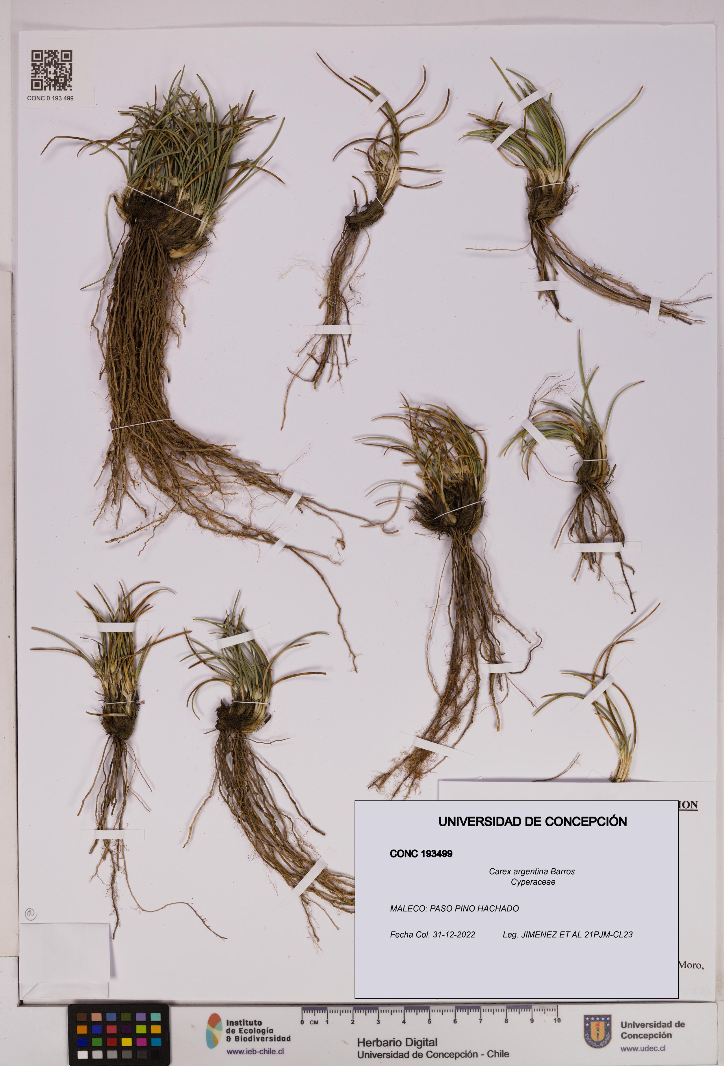 Carex argentina [Espécimen: UDEC:CONC:0193499]