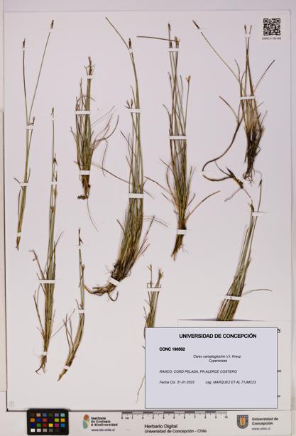 Carex camptoglochin [Espécimen: UDEC:CONC:0193502]