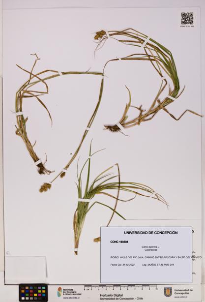Carex leporina [Espécimen: UDEC:CONC:0193508]
