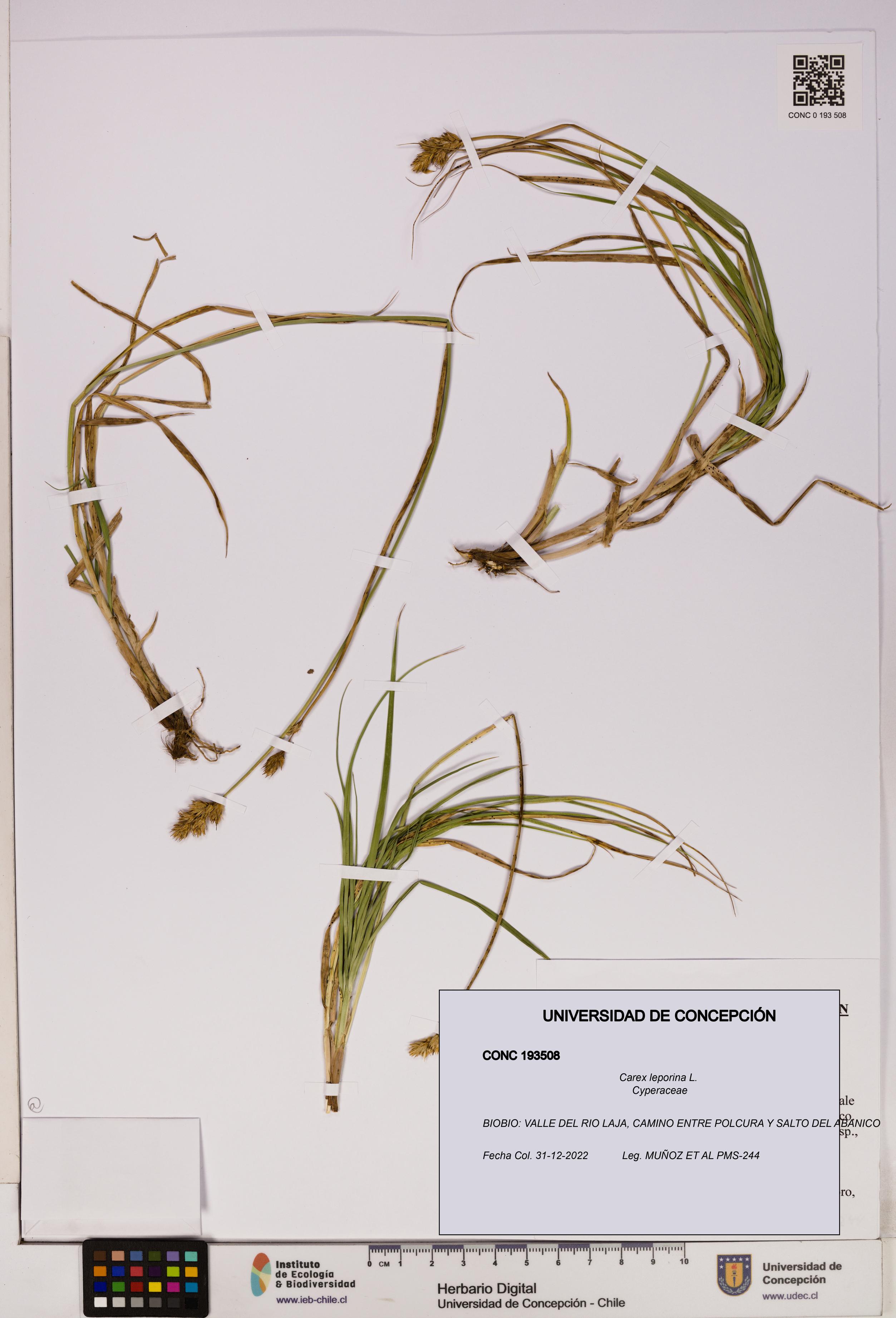 Carex leporina [Espécimen: UDEC:CONC:0193508]