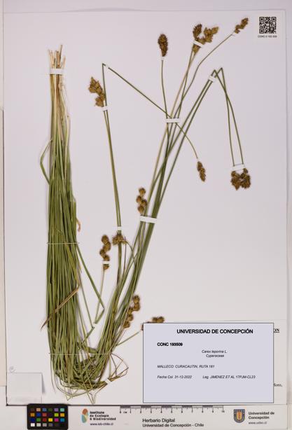Carex leporina [Espécimen: UDEC:CONC:0193509]