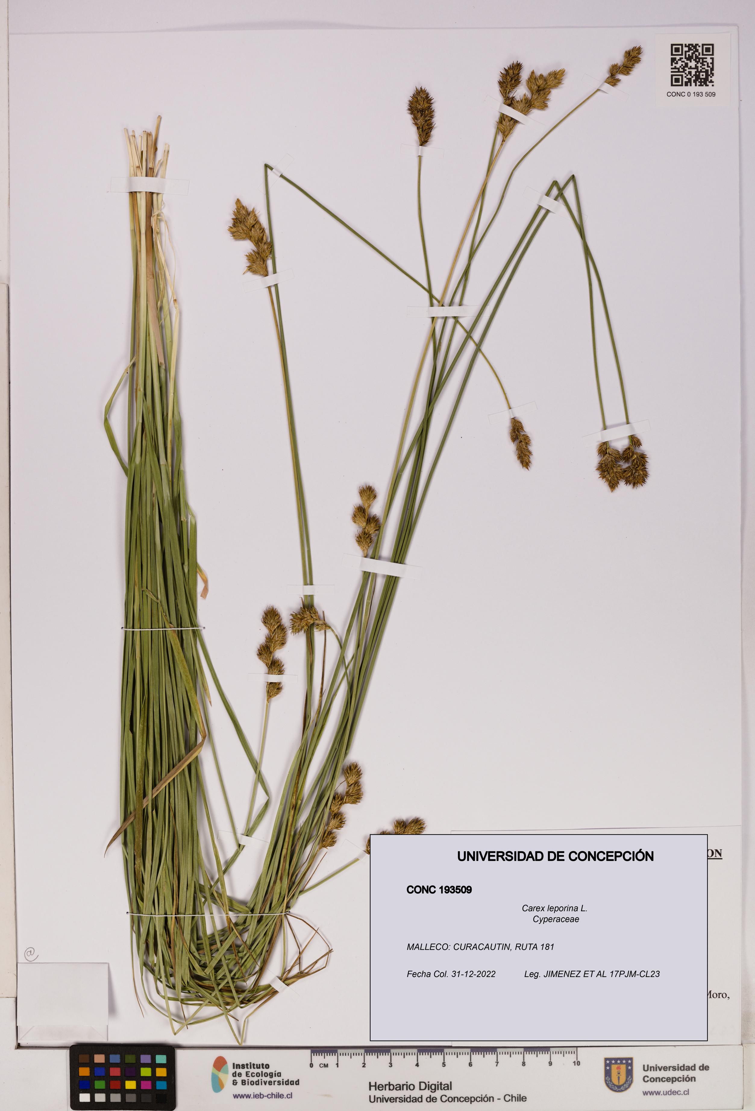 Carex leporina [Espécimen: UDEC:CONC:0193509]