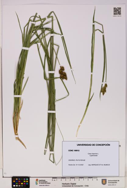 Carex leporina [Espécimen: UDEC:CONC:0193512]