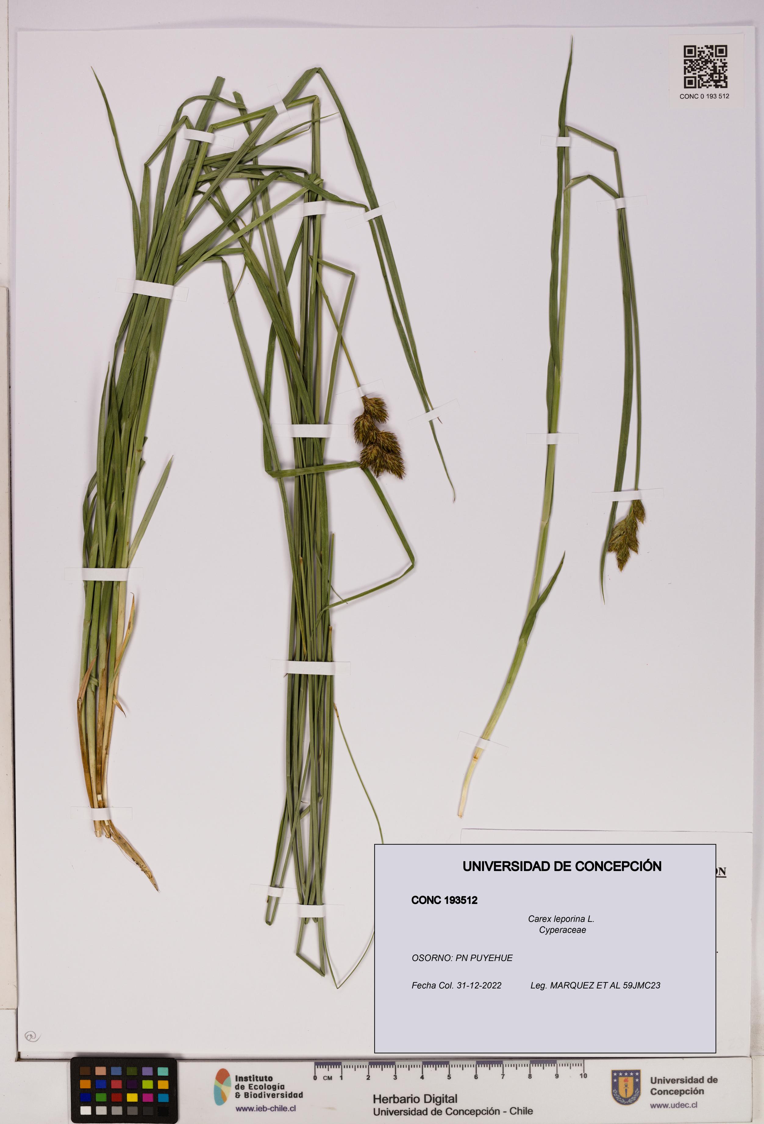 Carex leporina [Espécimen: UDEC:CONC:0193512]