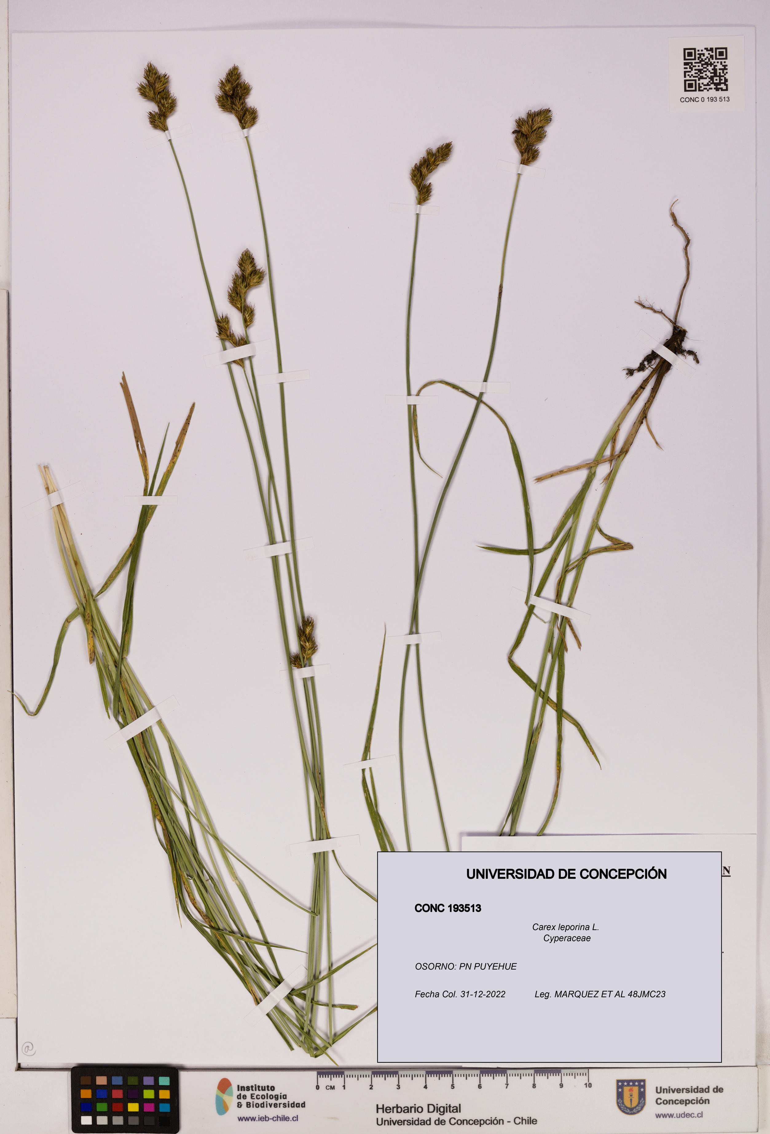 Carex leporina [Espécimen: UDEC:CONC:0193513]