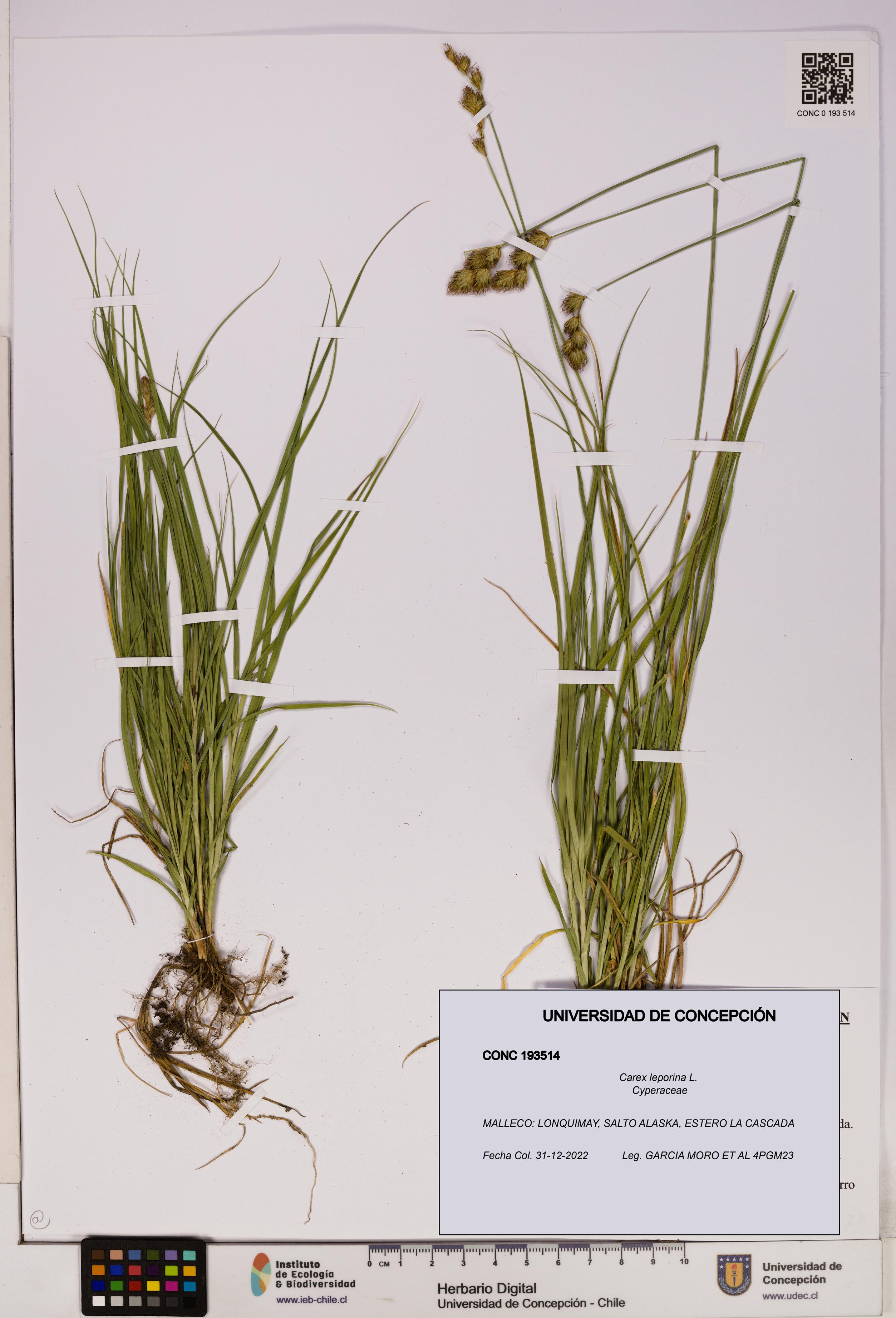 Carex leporina [Espécimen: UDEC:CONC:0193514]