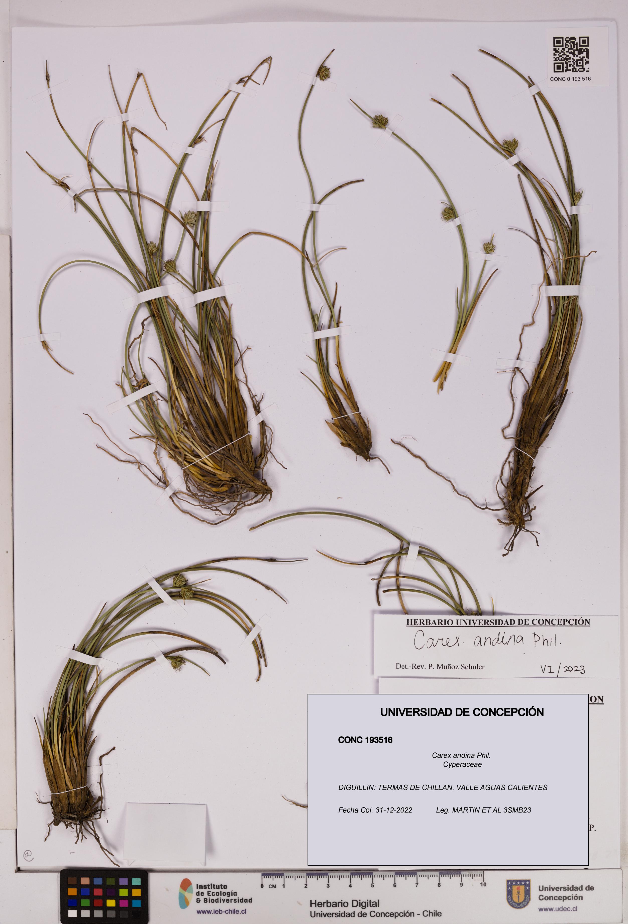 Carex andina [Espécimen: UDEC:CONC:0193516]