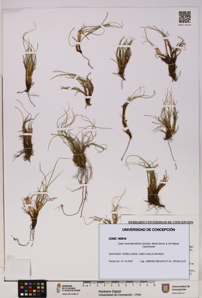 Carex recondita [Espécimen: UDEC:CONC:0193519]