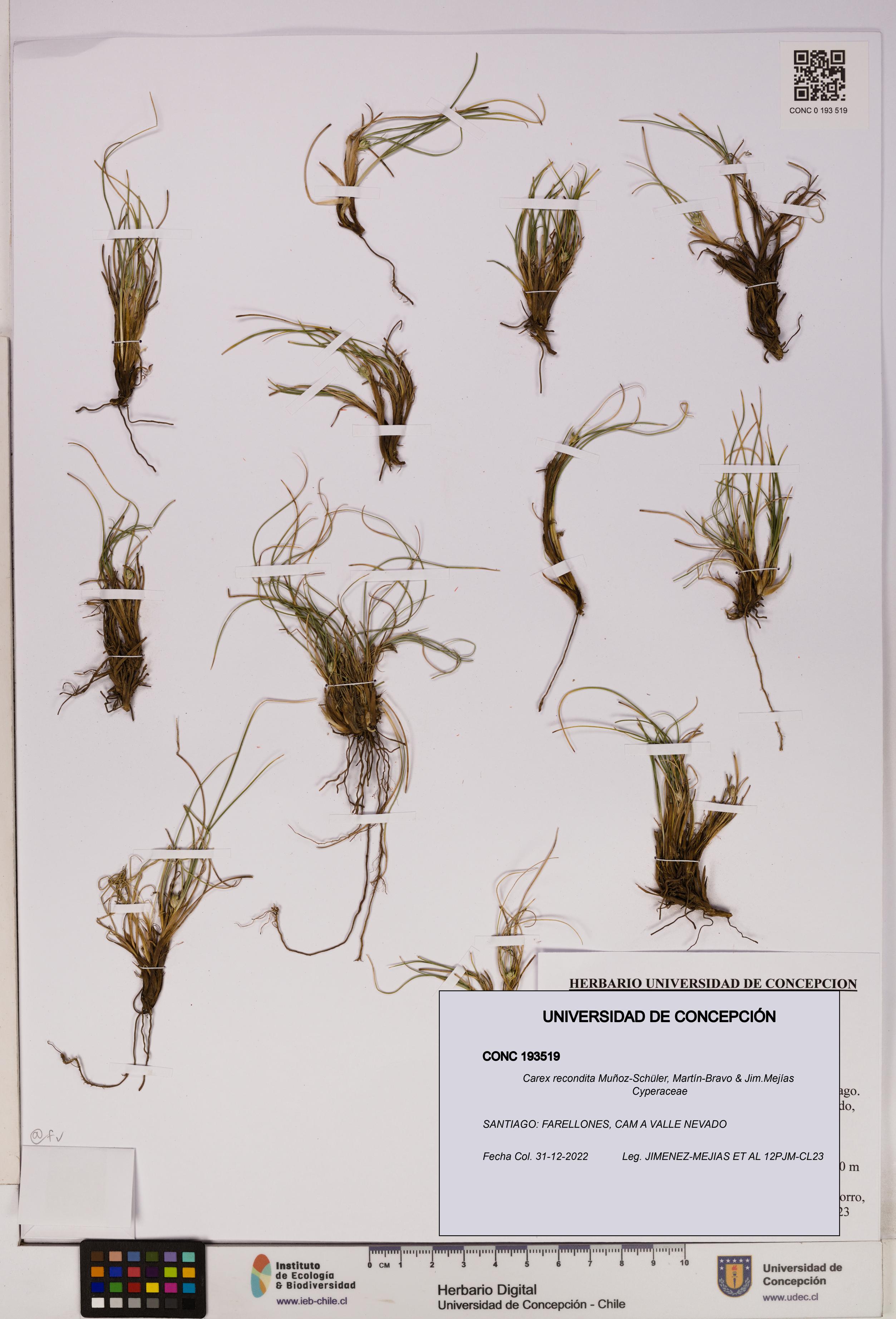 Carex recondita [Espécimen: UDEC:CONC:0193519]