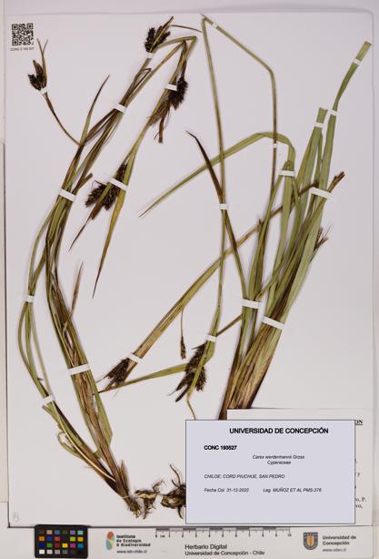 Carex werdermannii [Espécimen: UDEC:CONC:0193527]