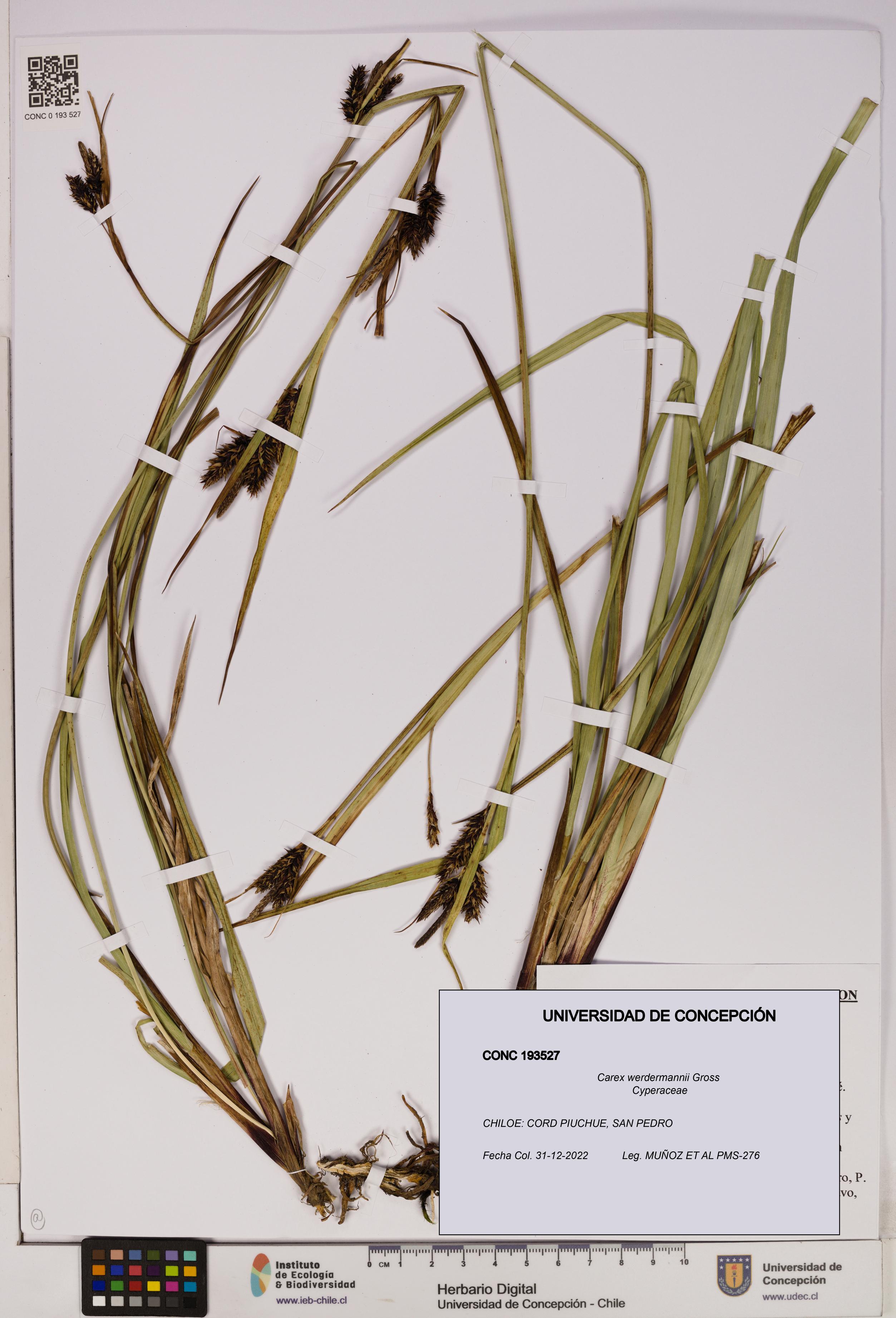 Carex werdermannii [Espécimen: UDEC:CONC:0193527]