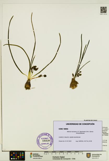Miersia raucoana [Espécimen: UDEC:CONC:0193534]