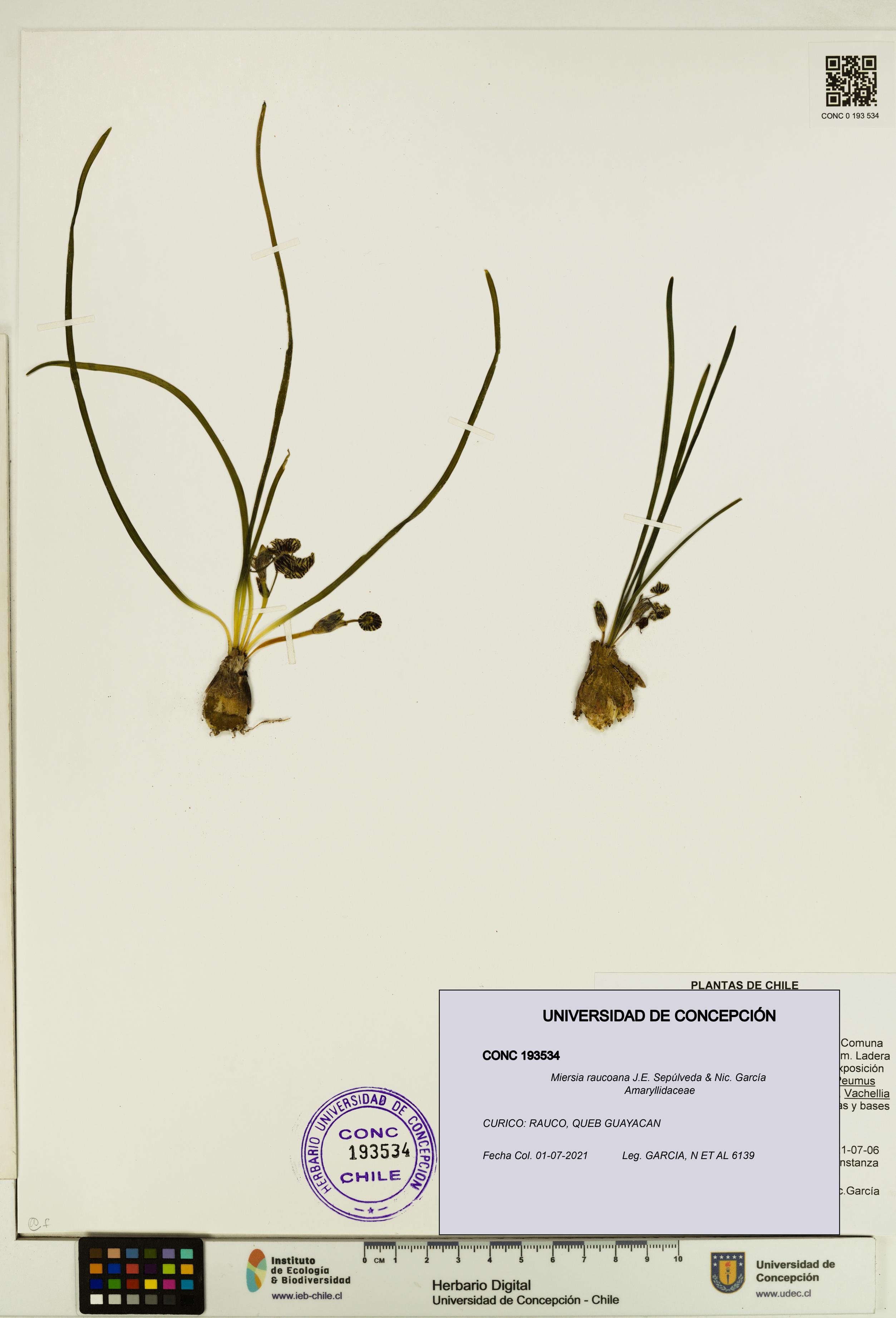 Miersia raucoana [Espécimen: UDEC:CONC:0193534]