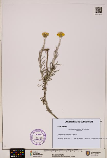 Senecio chilensis var. chilensis [Espécimen: UDEC:CONC:0193547]
