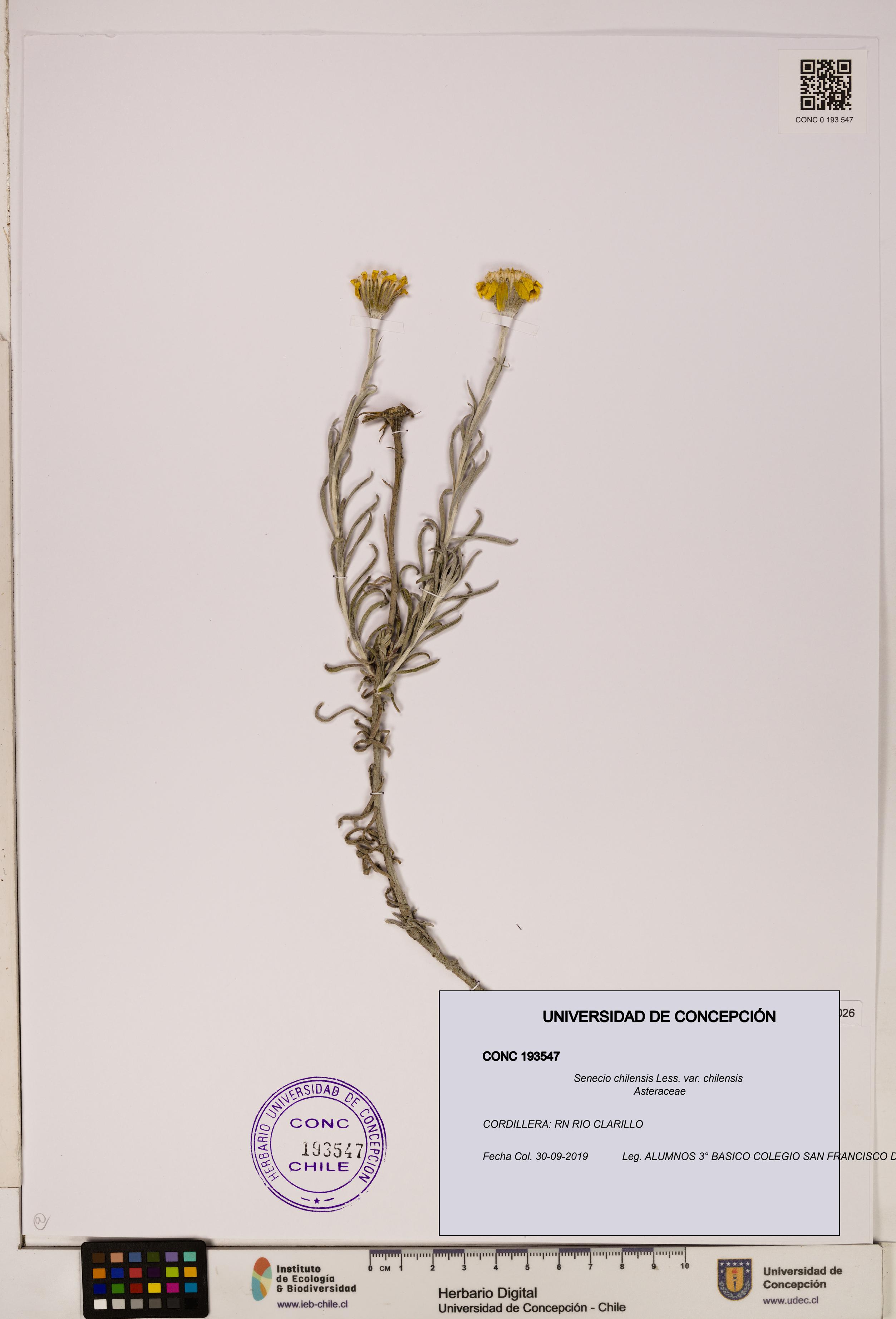 Senecio chilensis var. chilensis [Espécimen: UDEC:CONC:0193547]