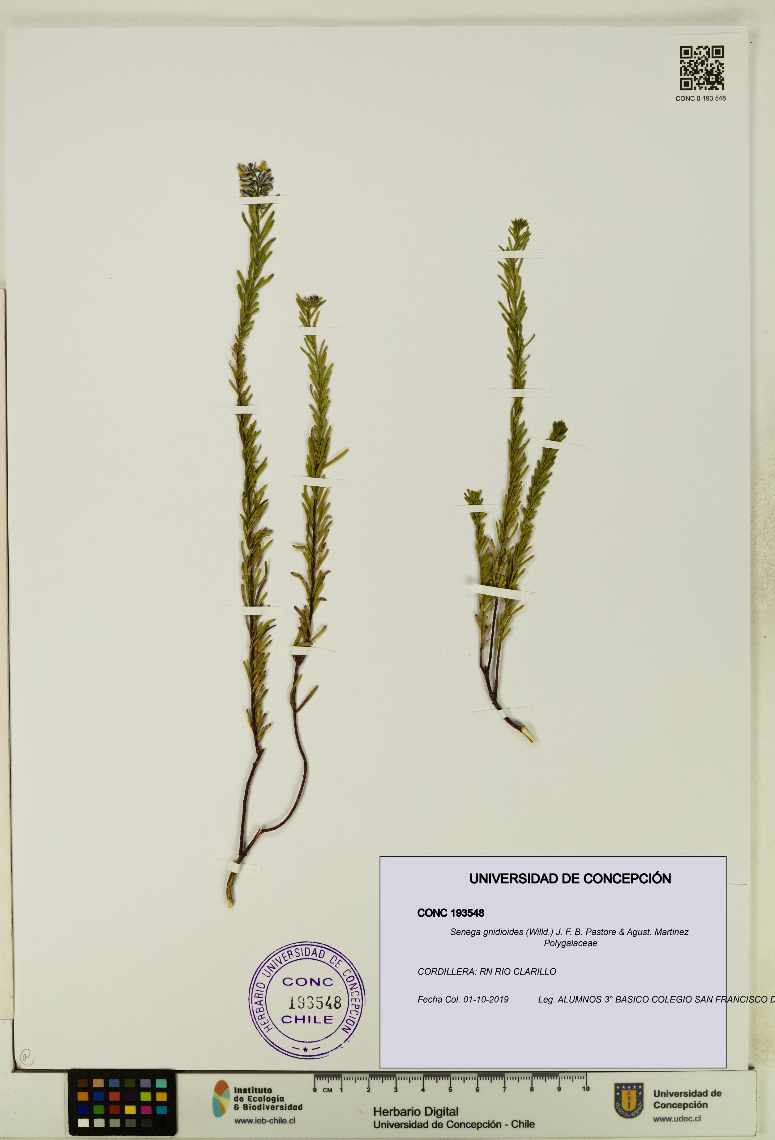 Senega gnidioides [Espécimen: UDEC:CONC:0193548]