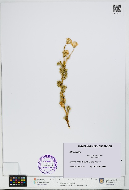 Senecio hirtus [Espécimen: UDEC:CONC:0193573]