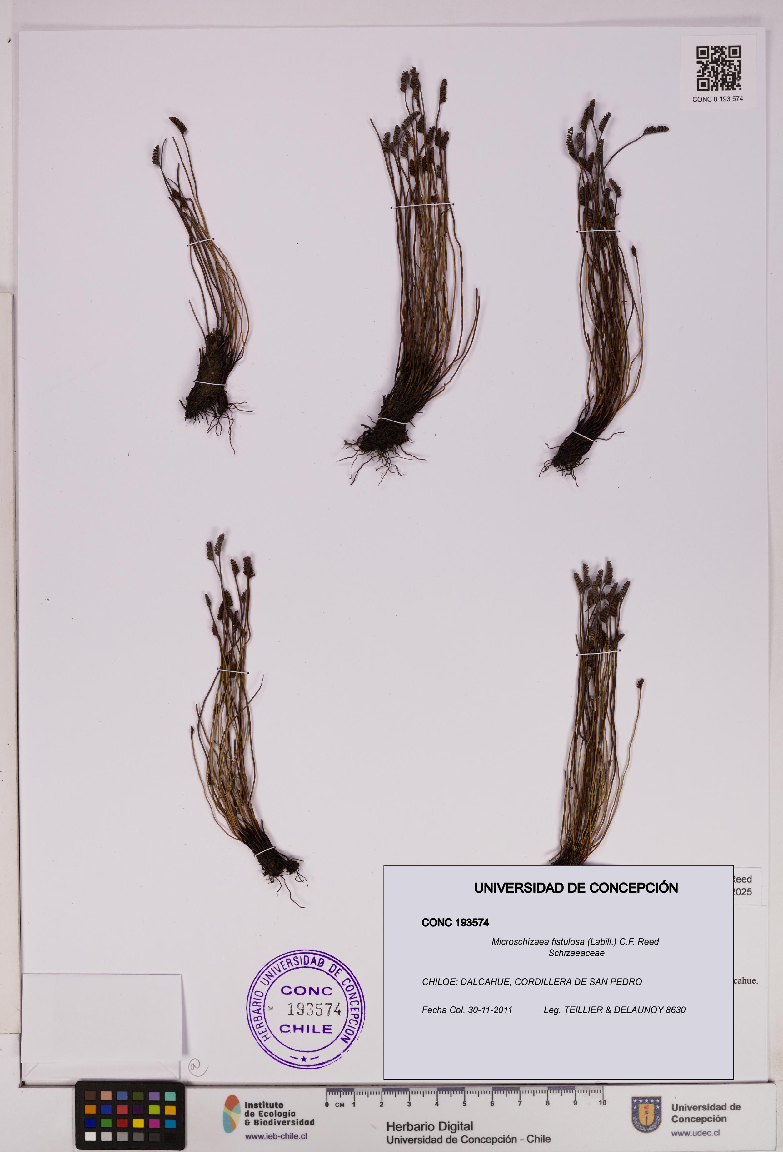 Microschizaea fistulosa [Espécimen: UDEC:CONC:0193574]