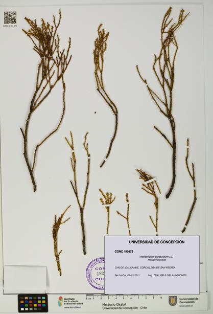 Misodendrum punctulatum [Espécimen: UDEC:CONC:0193575]