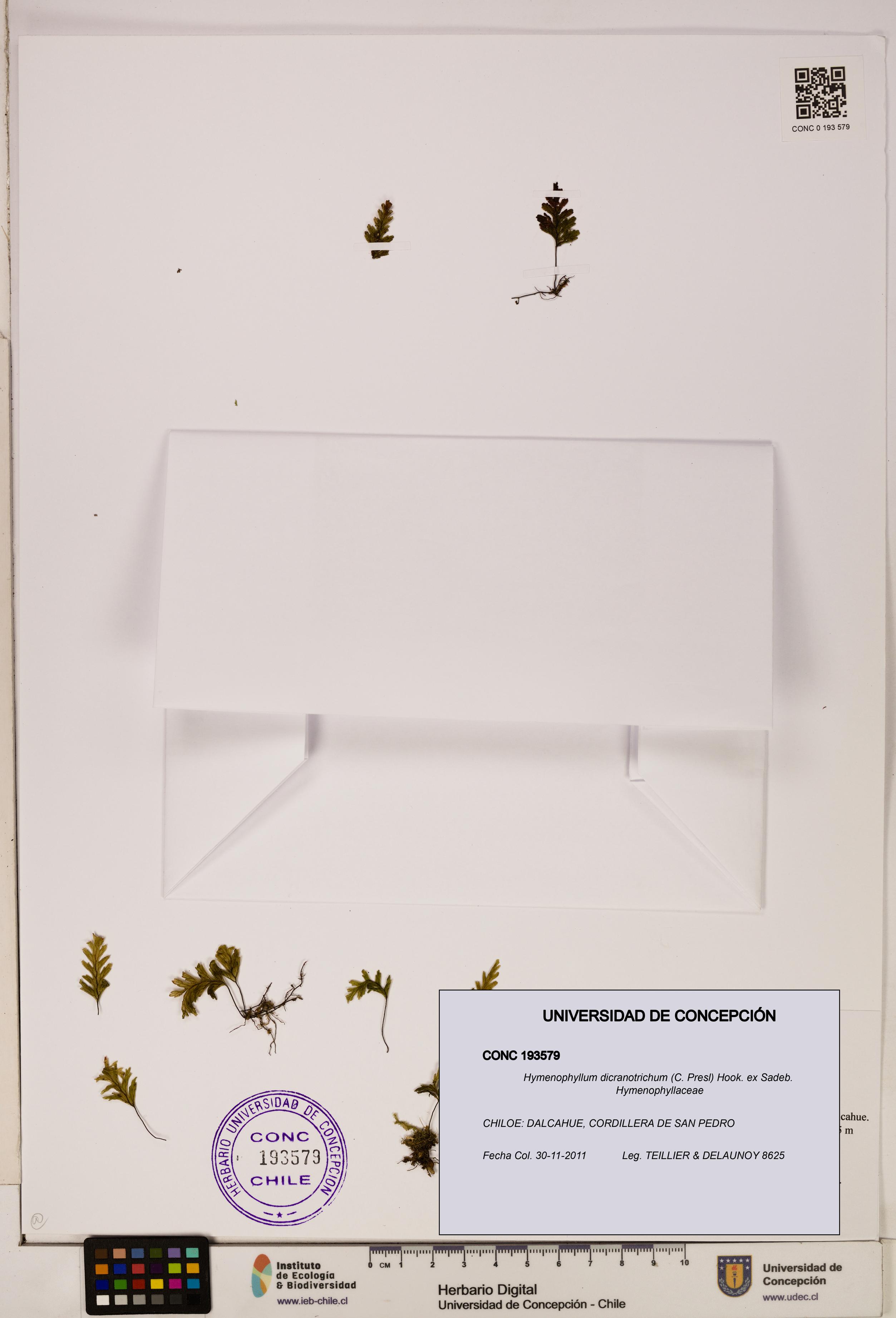 Hymenophyllum dicranotrichum [Espécimen: UDEC:CONC:0193579]