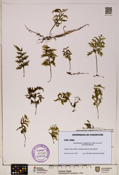 Hymenophyllum magellanicum [Espécimen: ]