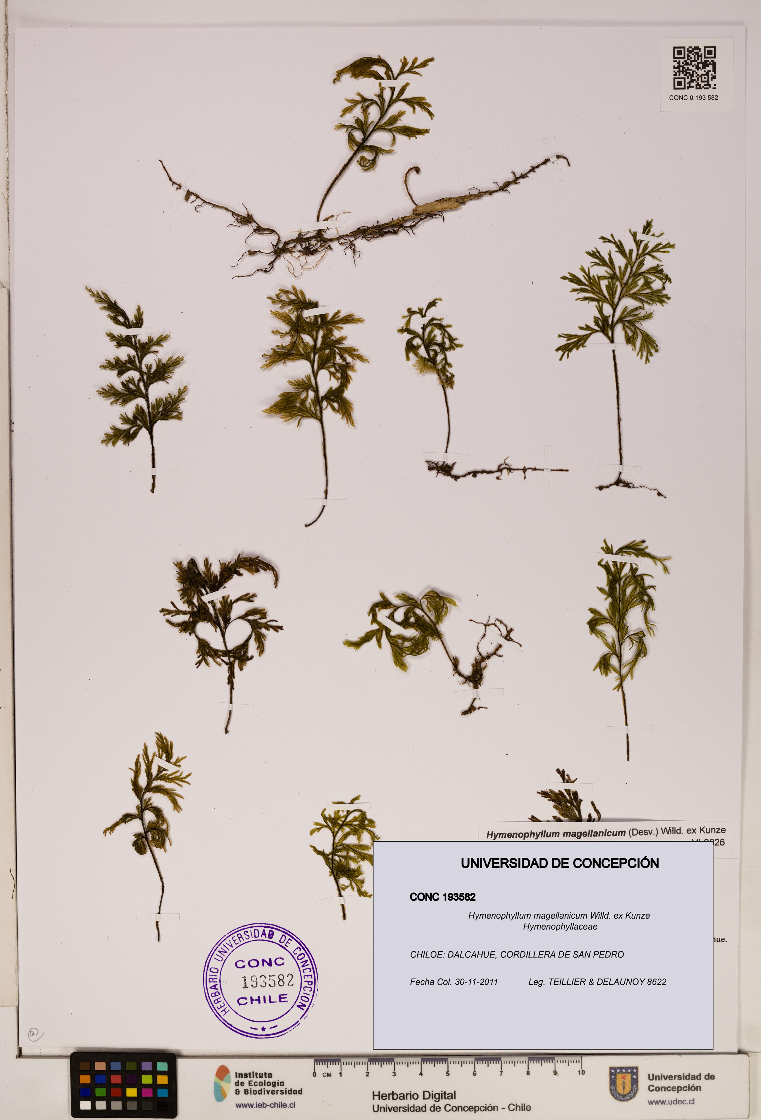 Hymenophyllum magellanicum [Espécimen: ]
