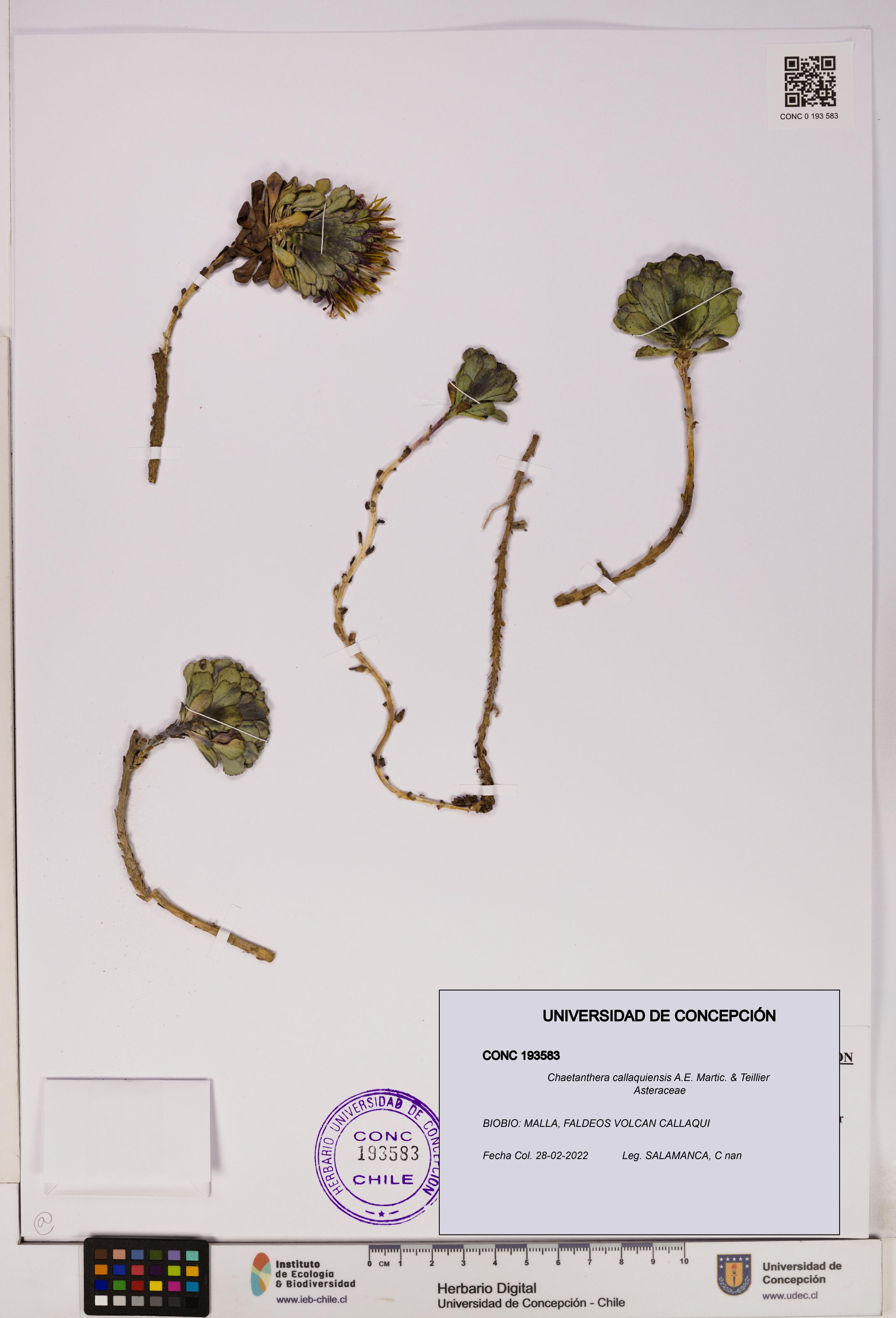 Chaetanthera callaquiensis [Espécimen: UDEC:CONC:0193583]