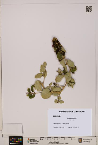 Proustia pyrifolia [Espécimen: UDEC:CONC:0193591]