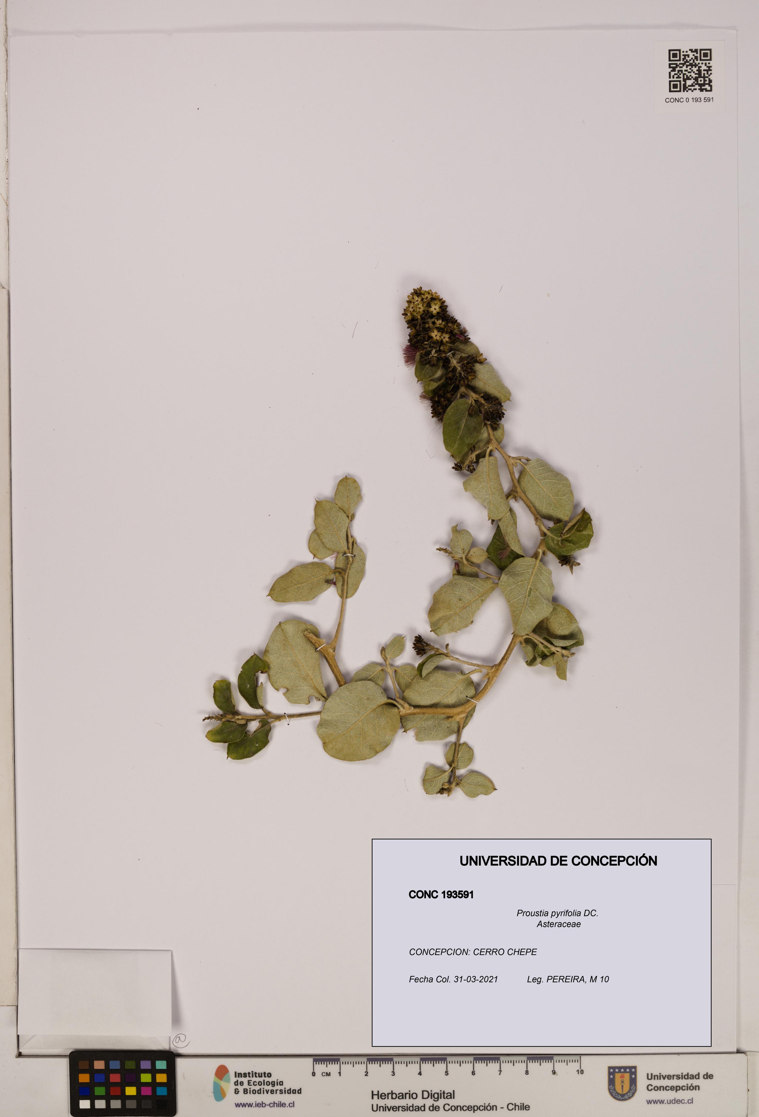 Proustia pyrifolia [Espécimen: UDEC:CONC:0193591]
