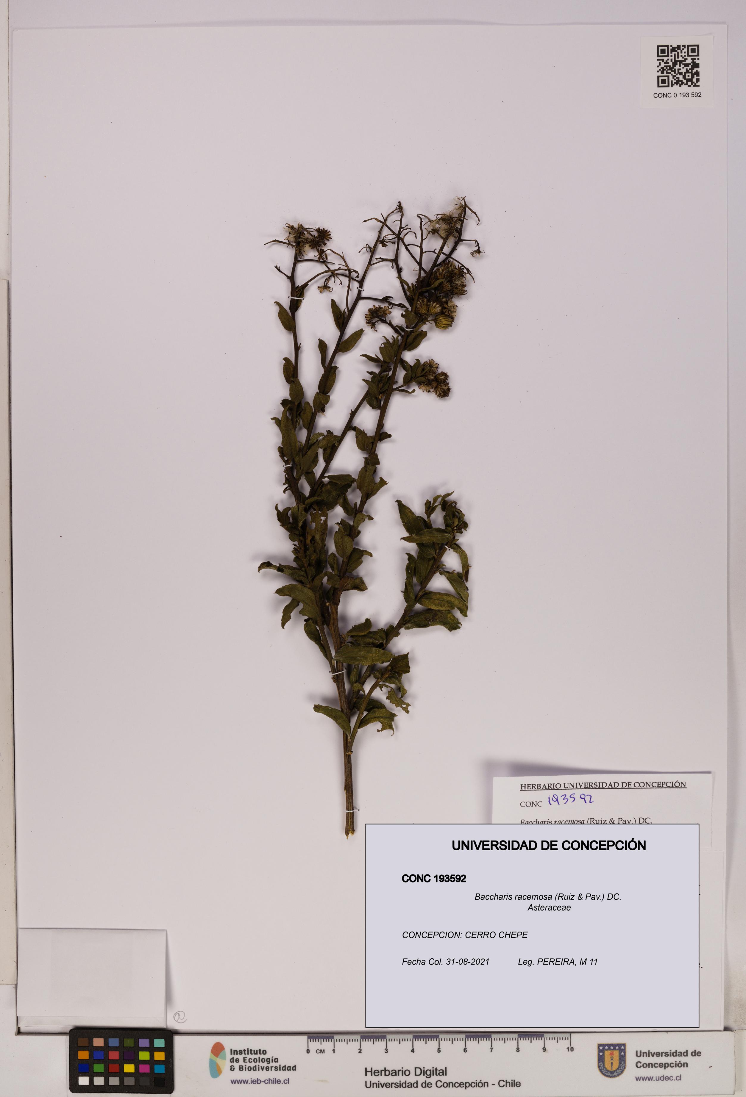 Baccharis racemosa [Espécimen: UDEC:CONC:0193592]